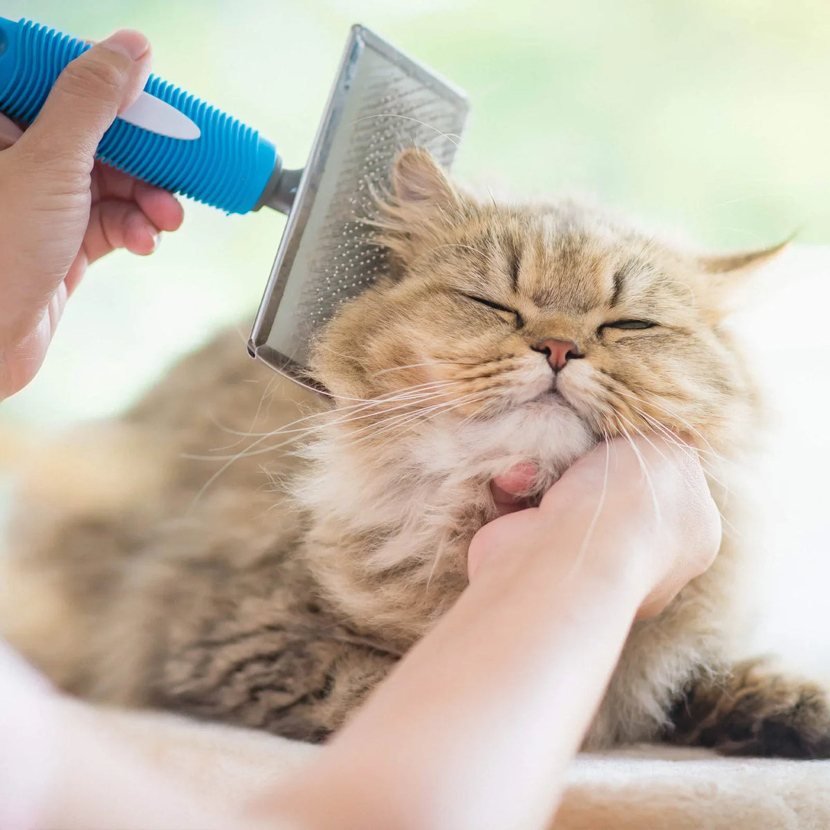 Grooming