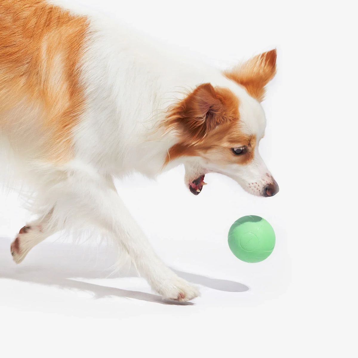 Dog Toys & Furniture