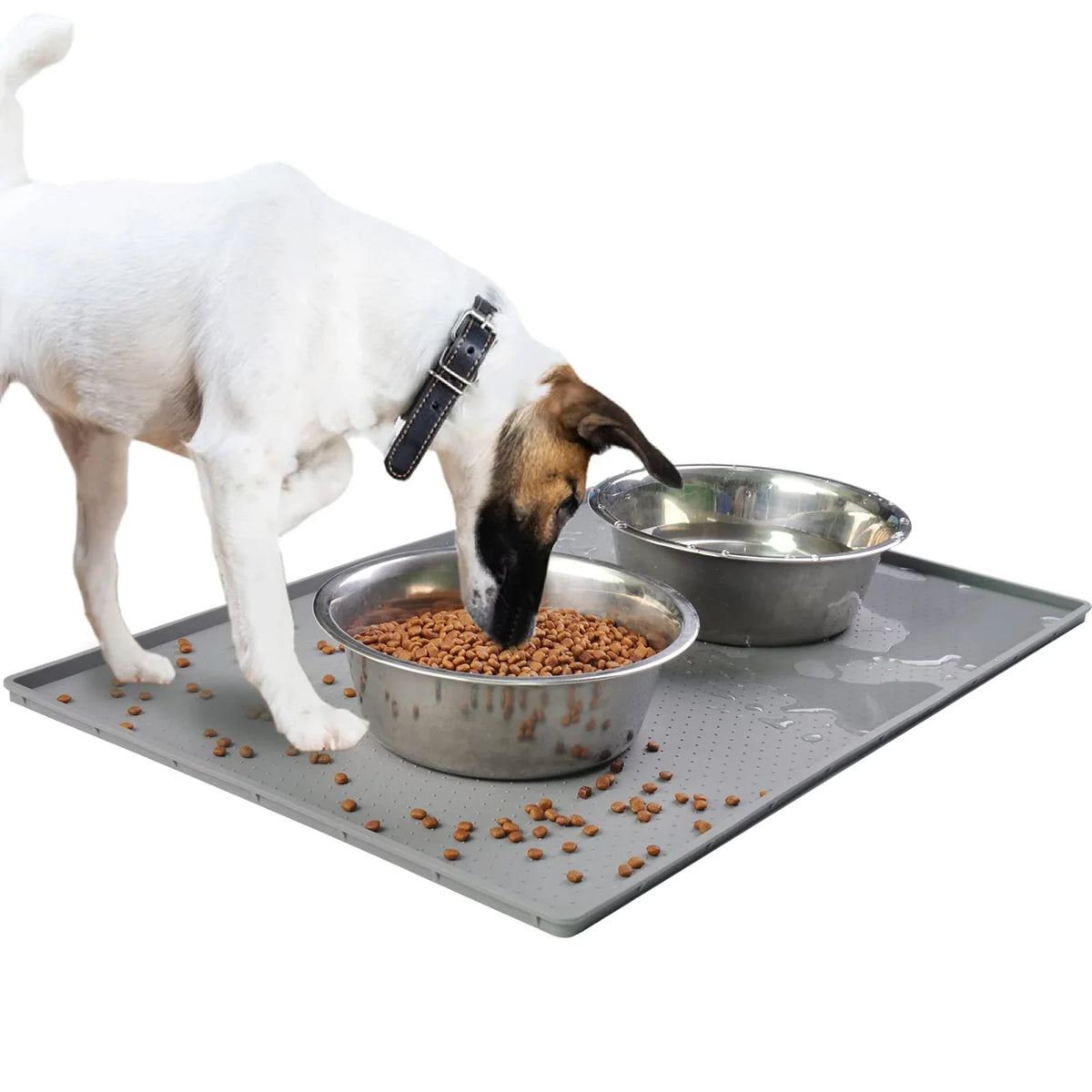 Pet Feeding and Water
