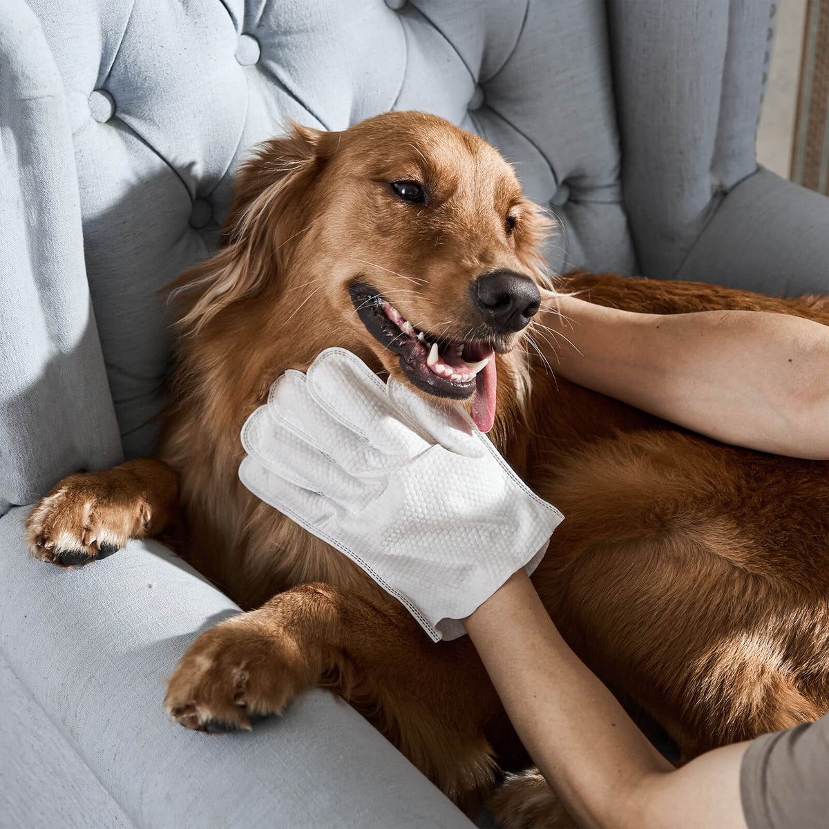 Pet Grooming